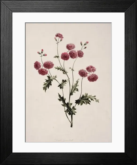 Framed Print : Senecio vulgaris, groundsel Framed Print : Senecio vulgaris, groundsel