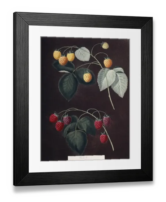 Framed Print : Rubus sp. raspberry Framed Print : Rubus sp. raspberry