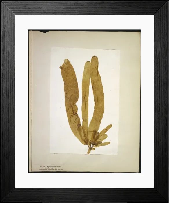 Framed Print : Asperoccus turneri, seaweed Framed Print : Asperoccus turneri, seaweed