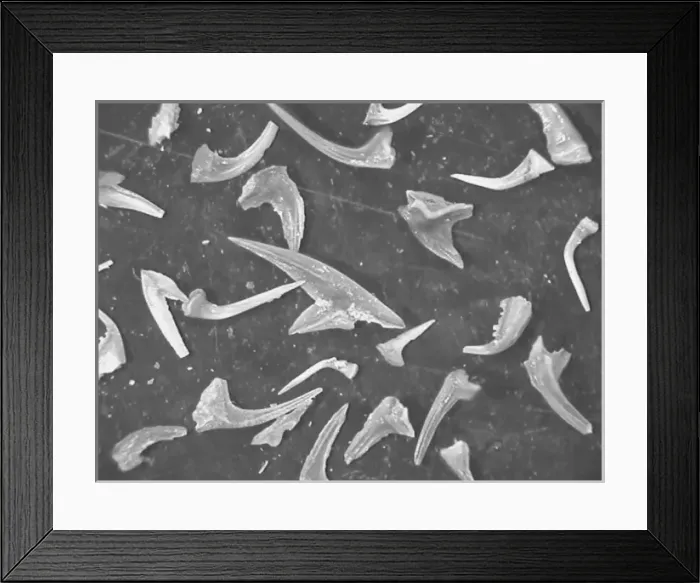Framed Print : Conodonts, tooth like fossils Framed Print : Conodonts, tooth like fossils