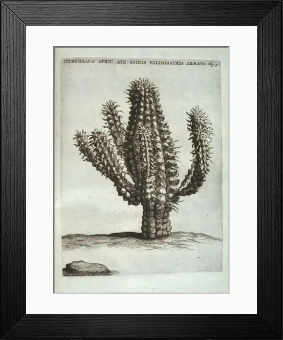 Framed Print : Euphorbia mammillaris, corn cob euphorbia Framed Print : Euphorbia mammillaris, corn cob euphorbia