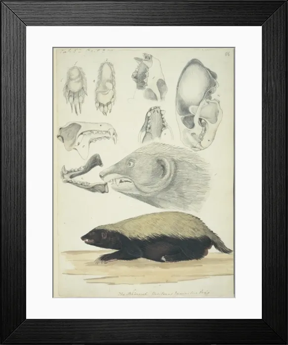 Framed Print : BhԲsiah ursitaxis inauritus Framed Print : BhԲsiah ursitaxis inauritus