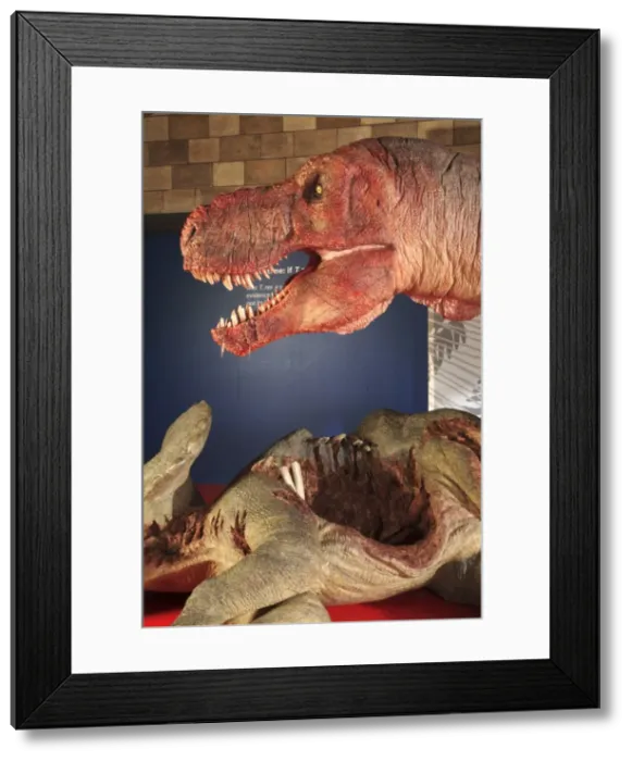 Framed Print : Tyrannosaurus rex with Triceratops Framed Print : Tyrannosaurus rex with Triceratops