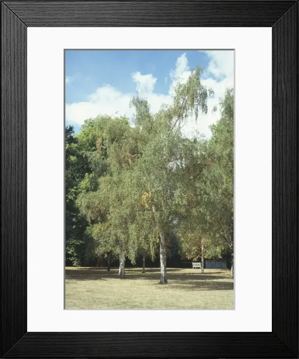 Framed Print : Betula pendula, silver birch Framed Print : Betula pendula, silver birch