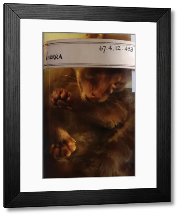 Framed Print : Viverra sp. civet Framed Print : Viverra sp. civet