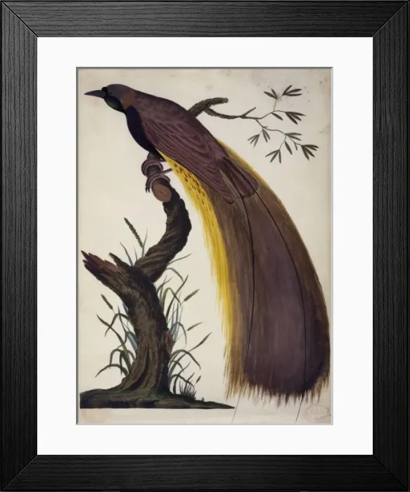 Framed Print : Paradisaea apoda, greater bird-of-paradise Framed Print : Paradisaea apoda, greater bird-of-paradise