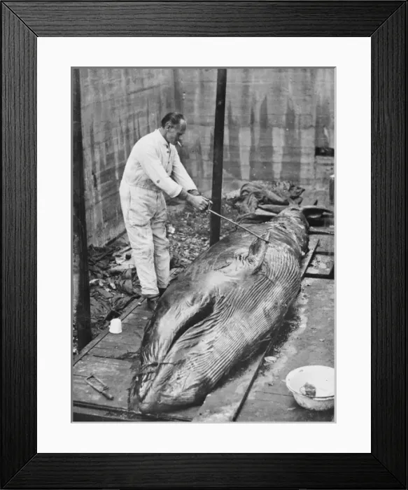 Framed Print : Working on whale carcass, 1930s Framed Print : Working on whale carcass, 1930s