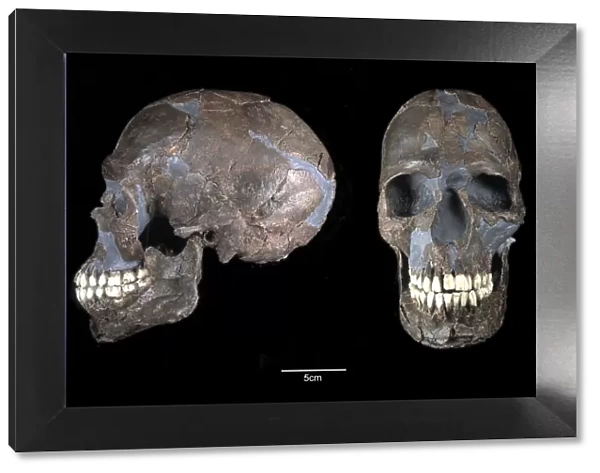 Homo sapiens cranium (Qafzeh 9)