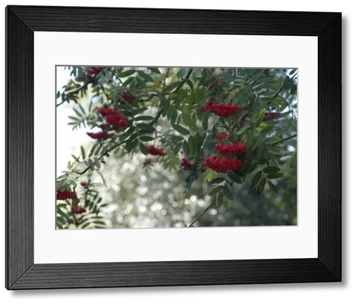 Framed Print : Sorbus aucuparia, rowan tree Framed Print : Sorbus aucuparia, rowan tree