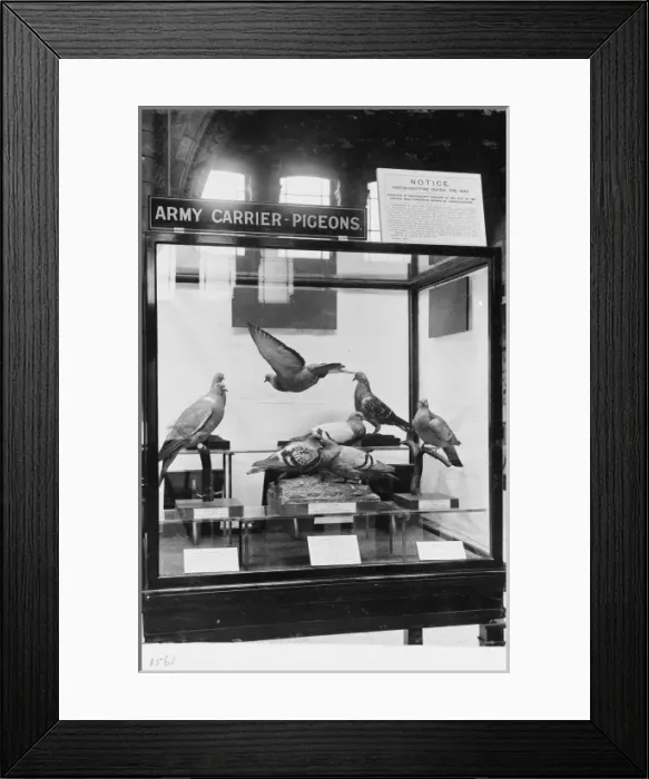 Framed Print : Pigeon types, c. 1918, the Natural History Museum, London Framed Print : Pigeon types, c. 1918, the Natural History Museum, London