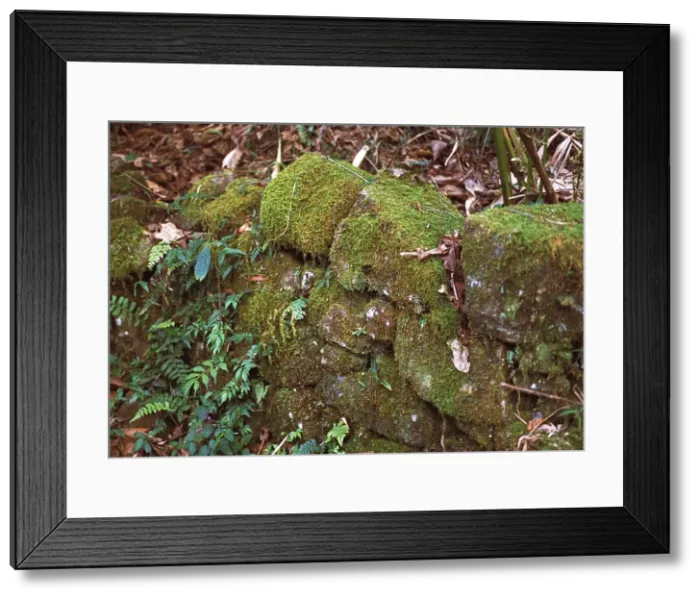 Framed Print : Montane rainforest, Sri Lanka Framed Print : Montane rainforest, Sri Lanka