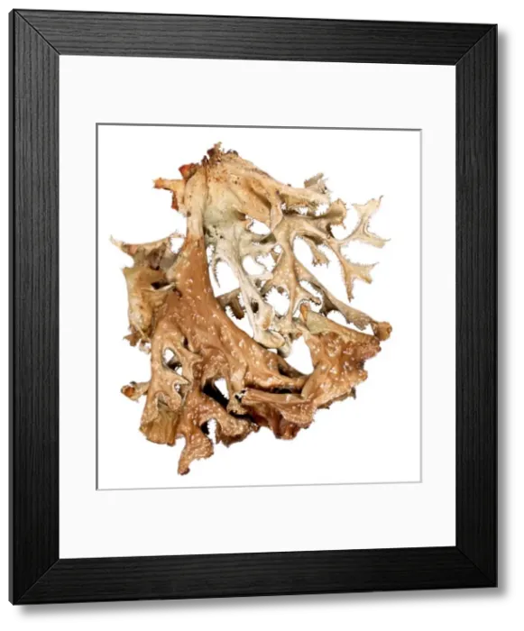 Framed Print : Cetraria islandica, lichen