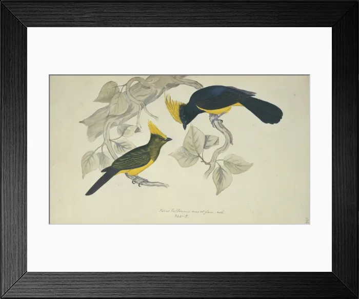 Framed Print : Melanochlora sultanea, Sultan tit Framed Print : Melanochlora sultanea, Sultan tit