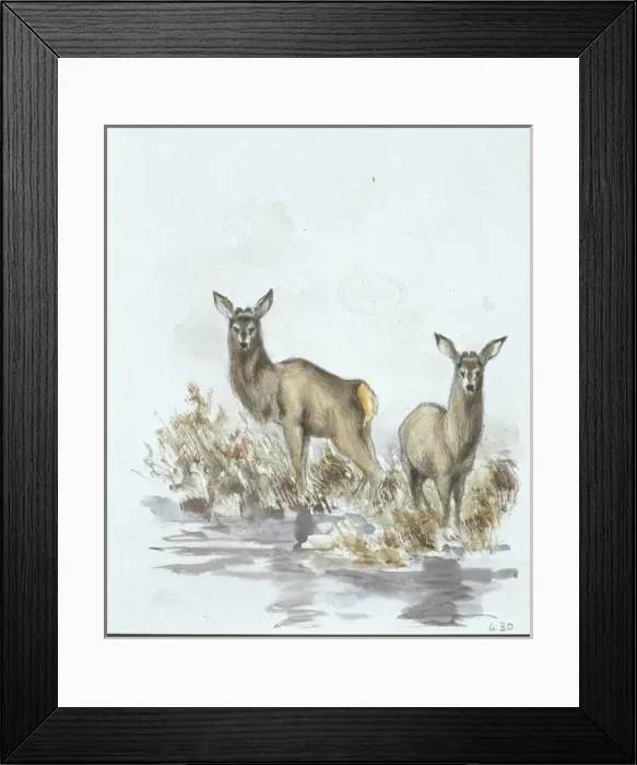 Framed Print : Cervus elaphus, red deer Framed Print : Cervus elaphus, red deer