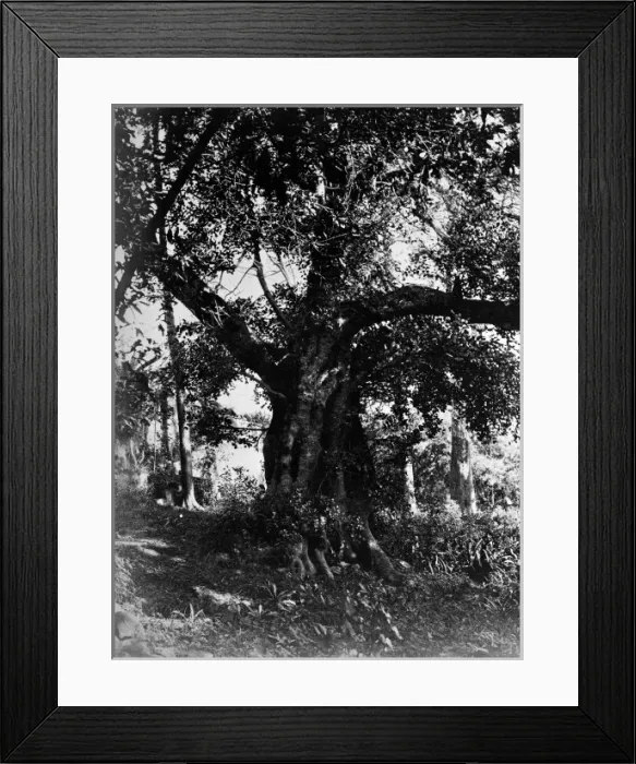 Framed Print : Locust Tree, Tenerife 1873 Framed Print : Locust Tree, Tenerife 1873