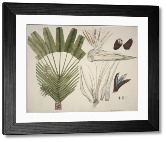 Framed Print : Urania speciosa, travellers tree Framed Print : Urania speciosa, travellers tree