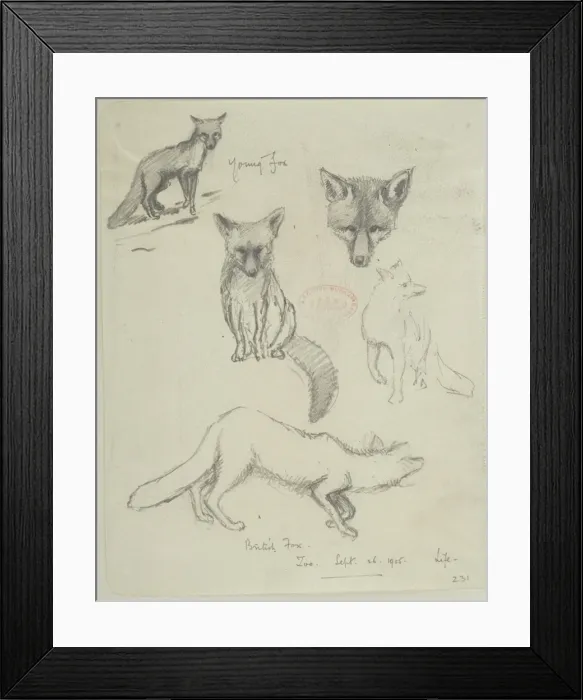 Framed Print : Vulpes vulpes, red fox Framed Print : Vulpes vulpes, red fox