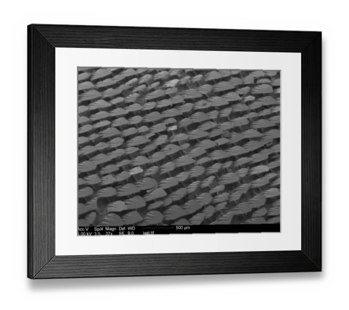 Framed Print : Mustelus mustelus, smoothhound shark Framed Print : Mustelus mustelus, smoothhound shark