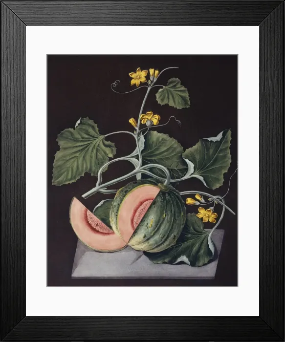 Framed Print : Amicua melon Framed Print : Amicua melon