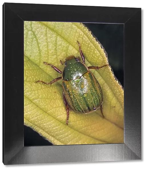 Anomala sp. chafer beetle