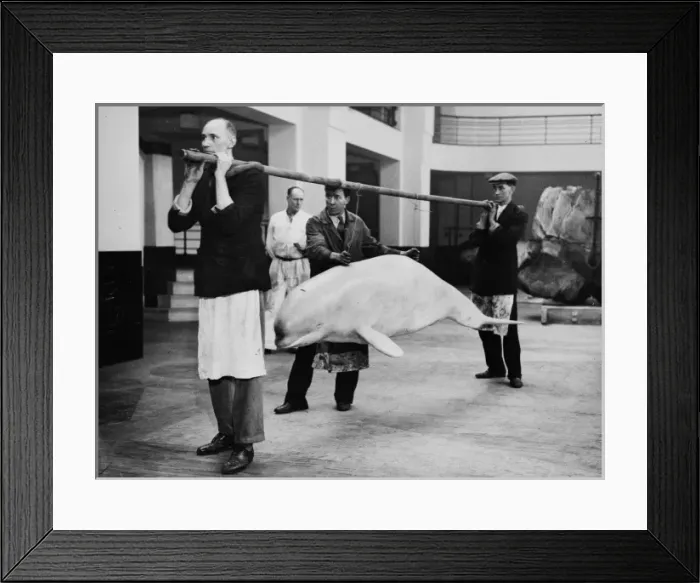Framed Print : Carrying model beluga on pole, c. 1934 Framed Print : Carrying model beluga on pole, c. 1934