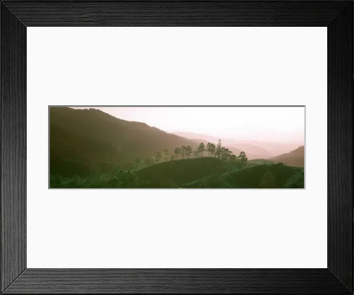 Framed Print : Tea fields, Sri Lanka Framed Print : Tea fields, Sri Lanka
