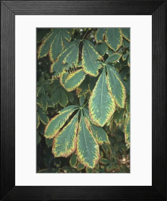 Framed Print : Aesculus hippocastanum, horse chestnut tree Framed Print : Aesculus hippocastanum, horse chestnut tree