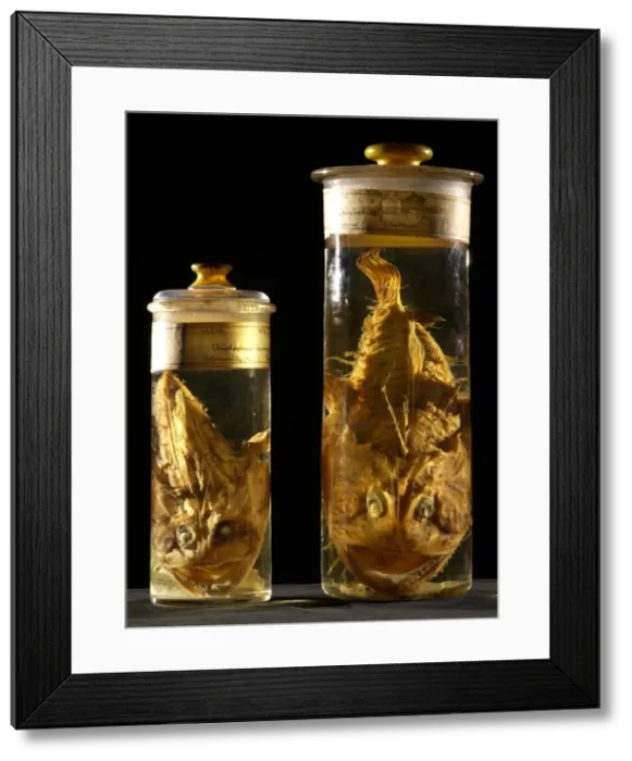 Framed Print : Lophiodes naresi, monkfish Framed Print : Lophiodes naresi, monkfish