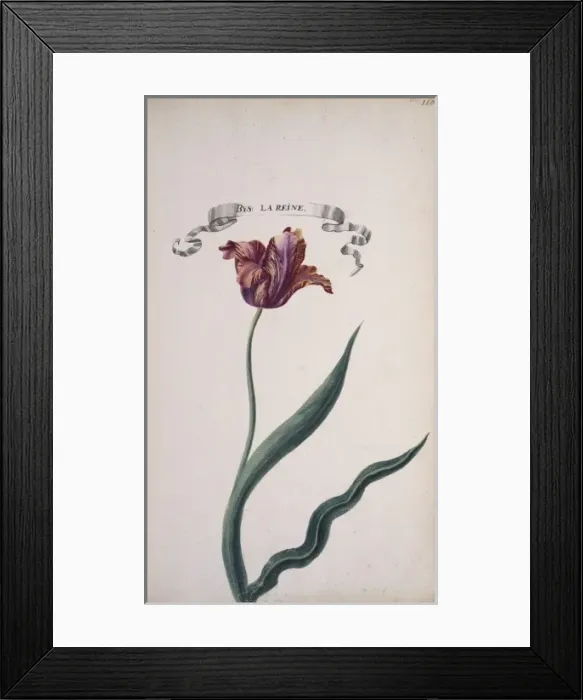Framed Print : Tulip cultivar, tulip Framed Print : Tulip cultivar, tulip