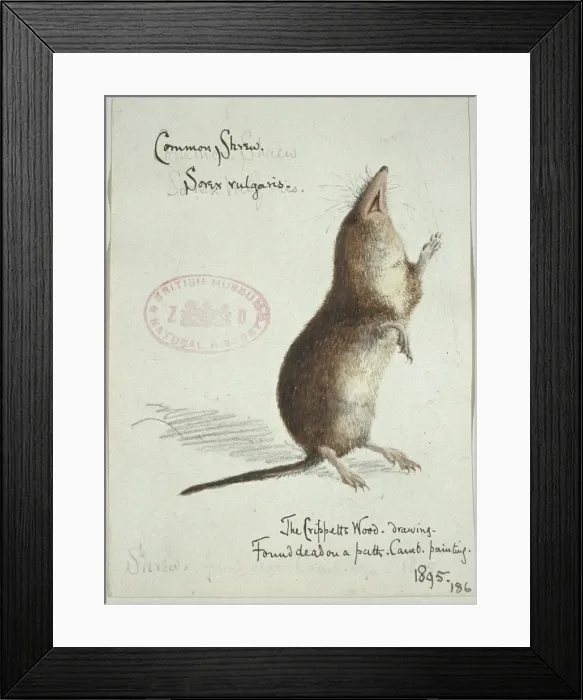 Framed Print : Sorex araneus, Eurasian shrew Framed Print : Sorex araneus, Eurasian shrew