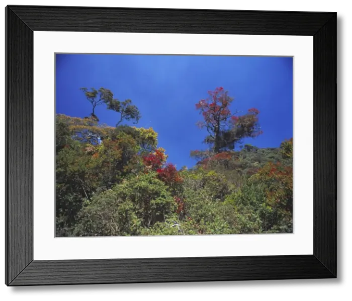 Framed Print : Montane rainforest canopy Framed Print : Montane rainforest canopy
