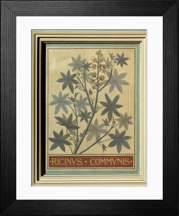 Framed Print : Ricinus communis, castor bean Framed Print : Ricinus communis, castor bean