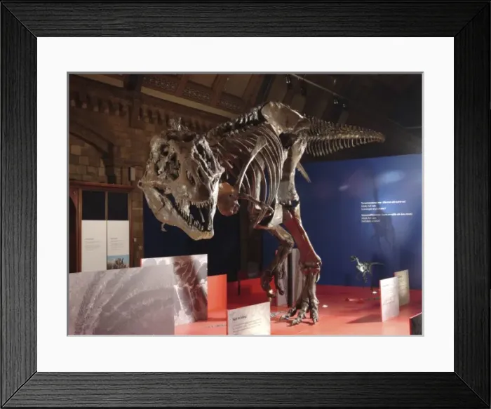 Framed Print : Tyrannosaurus rex skeleton Framed Print : Tyrannosaurus rex skeleton