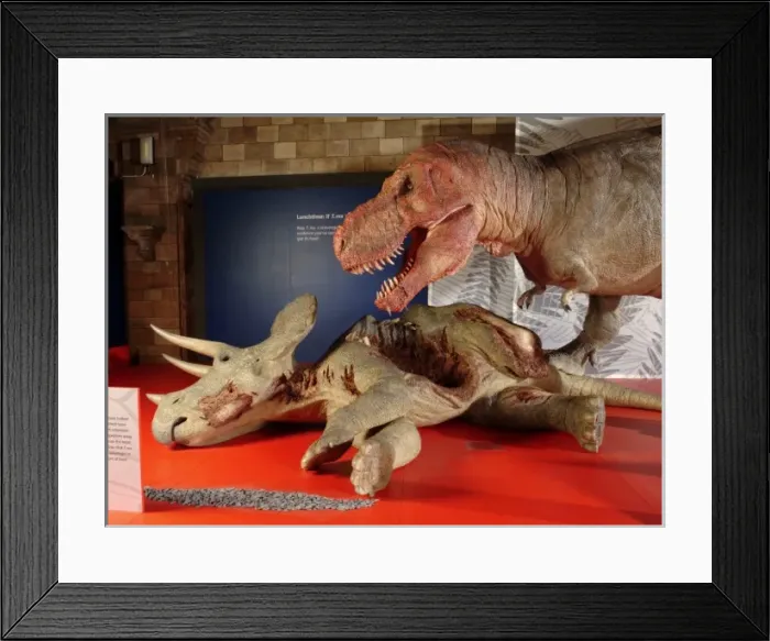 Framed Print : Tyrannosaurus rex with Triceratops Framed Print : Tyrannosaurus rex with Triceratops
