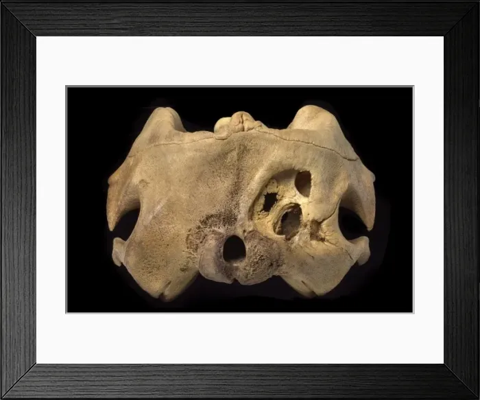 Framed Print : Kogia breviceps, pygmy sperm whale Framed Print : Kogia breviceps, pygmy sperm whale