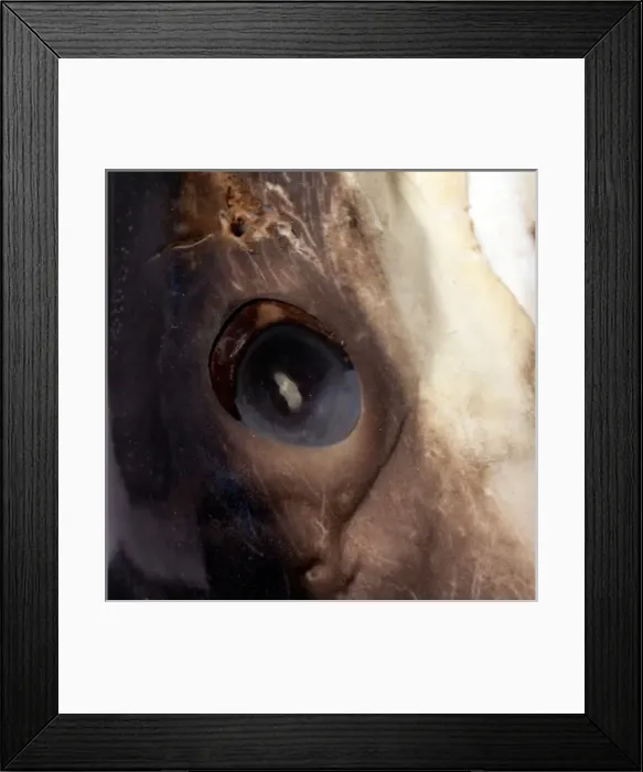 Framed Print : Isurus oxyrinchus, shortfin mako shark