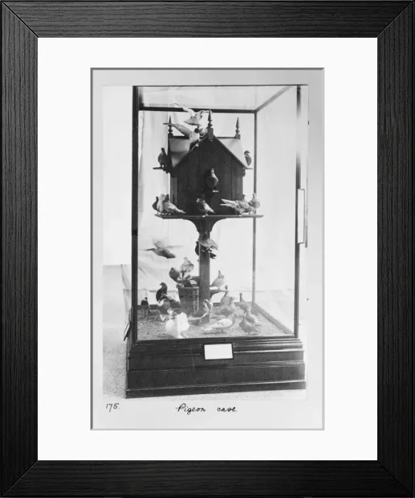 Framed Print : Tupinambis nigropunctatus, black tegu Framed Print : Tupinambis nigropunctatus, black tegu