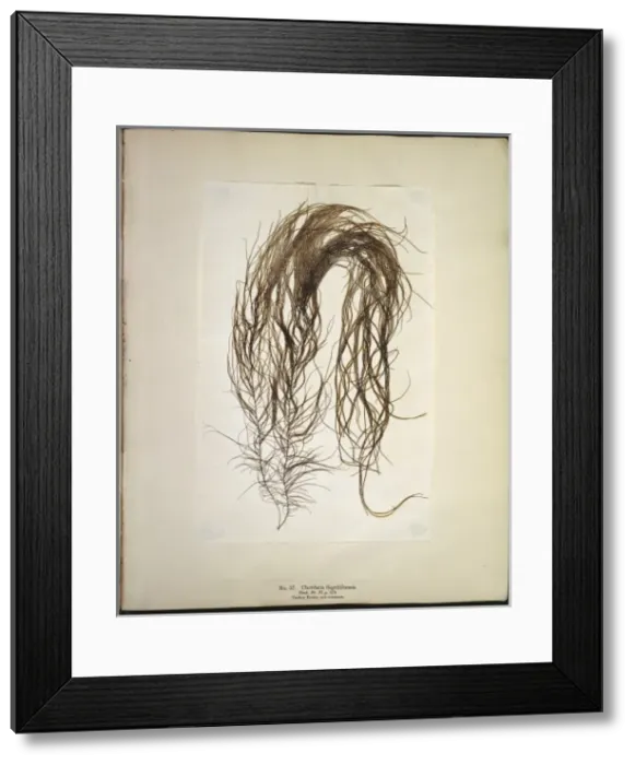 Framed Print : Chordaria flagellifornis, seaweed Framed Print : Chordaria flagellifornis, seaweed