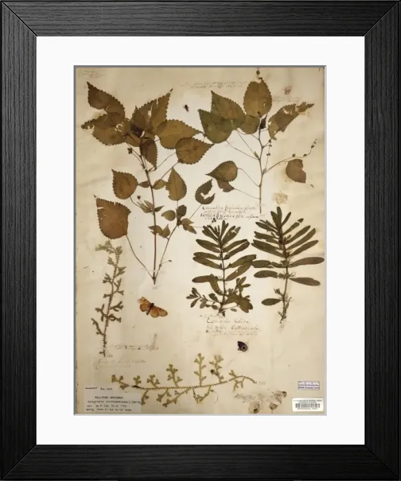 Framed Print : Laportea interrupta (L. ) Chew, woodnettle Framed Print : Laportea interrupta (L. ) Chew, woodnettle