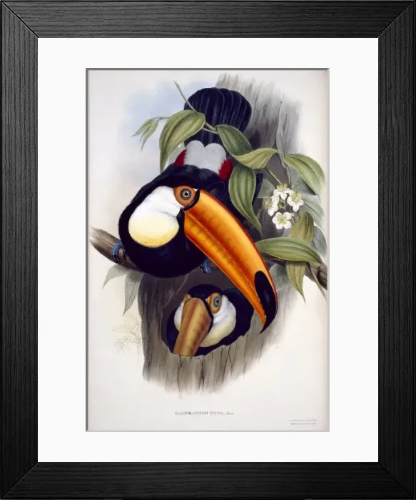 Framed Print : Ramphastos toco, toco toucan Framed Print : Ramphastos toco, toco toucan