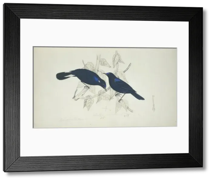 Framed Print : Myiomela leucura, white-tailed robin Framed Print : Myiomela leucura, white-tailed robin