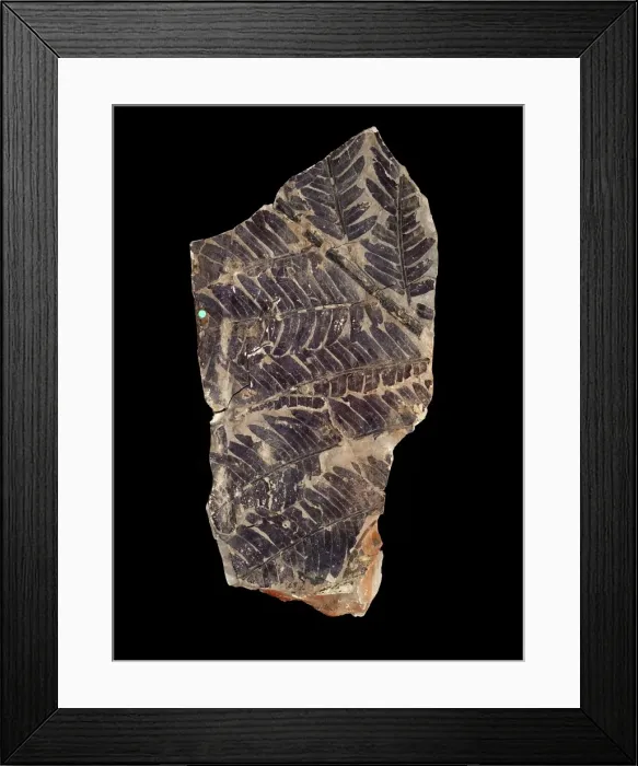 Framed Print : Todites denticulatus Framed Print : Todites denticulatus