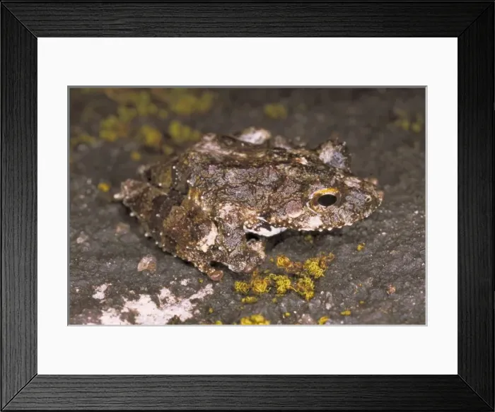 Framed Print : Frog. One of the 140 frog species known from the island of Sri Lanka Framed Print : Frog. One of the 140 frog species known from the island of Sri Lanka