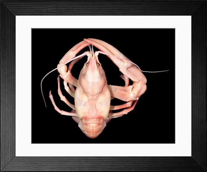 Framed Print : Pacifastacus leniusculus, signal crayfish Framed Print : Pacifastacus leniusculus, signal crayfish