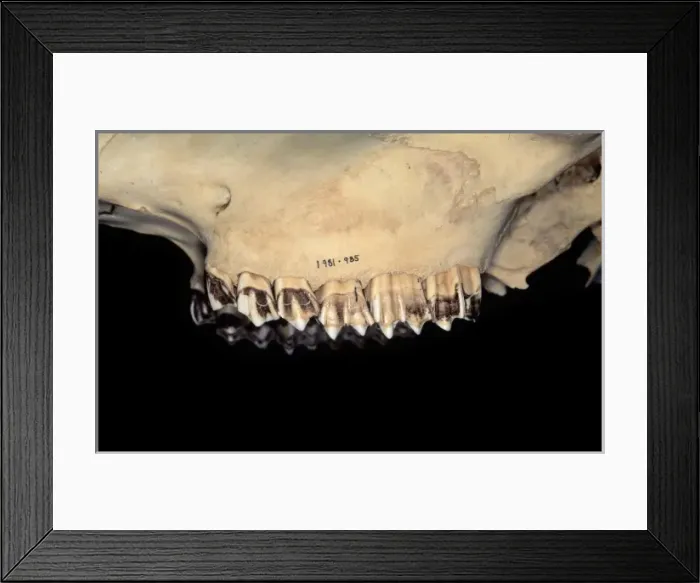 Framed Print : Bos taurus, cattle Framed Print : Bos taurus, cattle