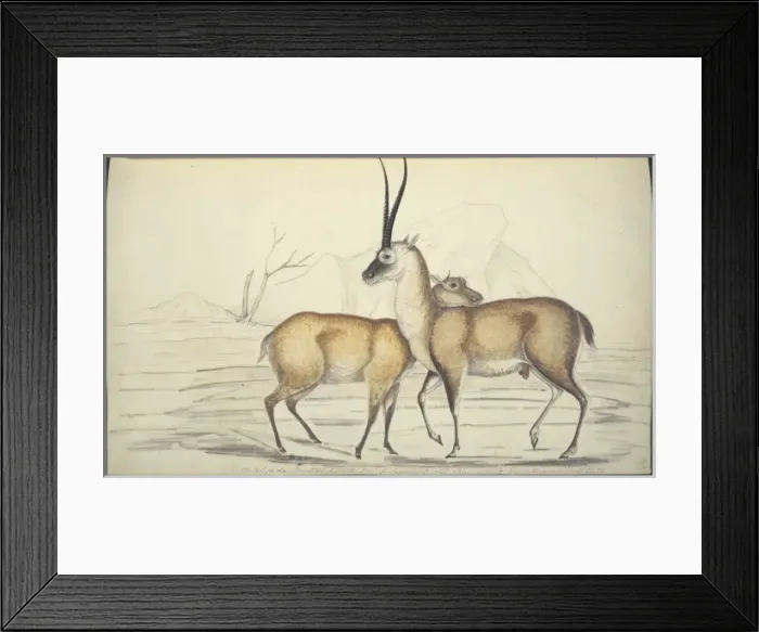 Framed Print : Pantholops hodgsonii, chiru Framed Print : Pantholops hodgsonii, chiru