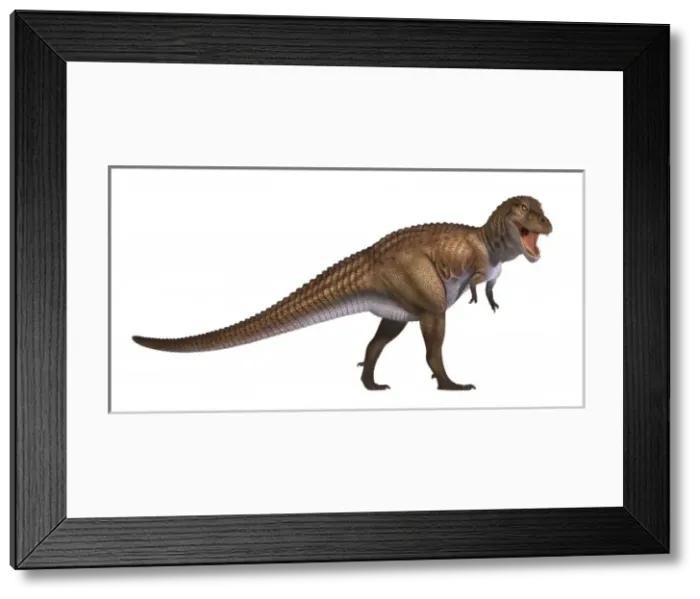 Framed Print : Tyrannosaurus rex Framed Print : Tyrannosaurus rex