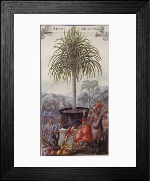 Framed Print : Arbor draconis, dragon tree Framed Print : Arbor draconis, dragon tree