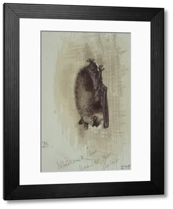 Framed Print : Myotis mystacinus, whiskered bat Framed Print : Myotis mystacinus, whiskered bat