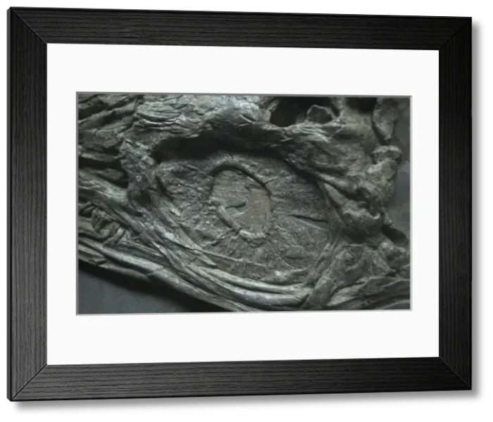 Framed Print : Eurhinosaurus longirostris, ichthyosaur Framed Print : Eurhinosaurus longirostris, ichthyosaur